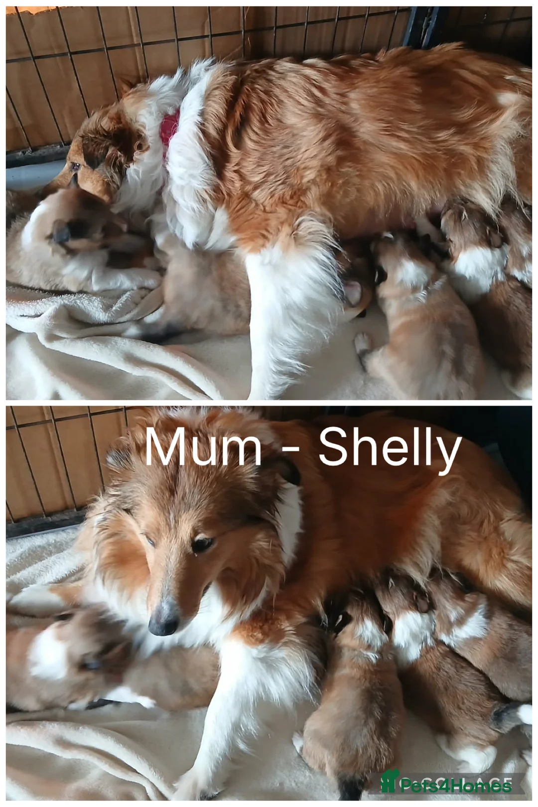 Shetland Sheepdog dogs for sale: Adorable Shetland Sheepdog Puppies - Advert 2