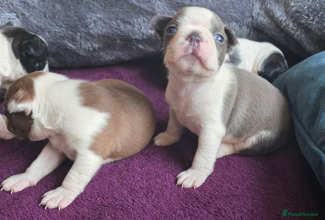 Boston Terrier dogs for sale: Stunning KC Reg Boston Terrier last girl left - Advert 7