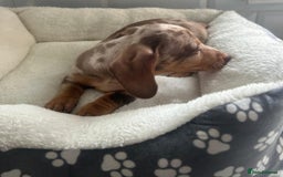 Miniature Dachshund dogs for sale: Miniature dachshund  - Image 19