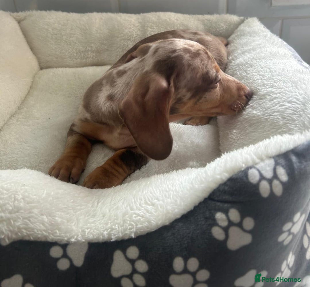 Miniature Dachshund dogs for sale: Miniature dachshund  - Image 19