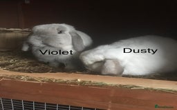 Mini Lop rabbits for sale: Adult Mini Lop Bunnies Available For Rehoming - Image 9