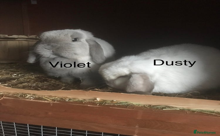 Mini Lop rabbits - Advert 1