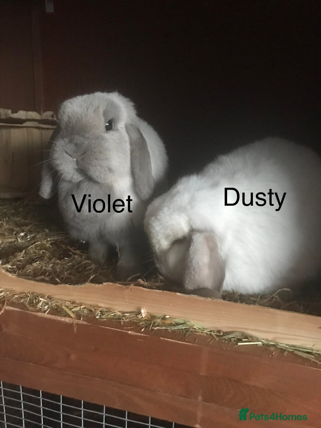 Mini Lop rabbits for sale: Adult Mini Lop Bunnies Available For Rehoming - Image 9
