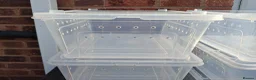 Rat rodents for sale: Baby Dumbo Rats Males and Females available - Advert 24