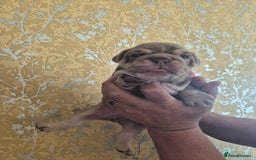 English Bulldog dogs for sale: Merle British Bulldog Pup's  - Image 4