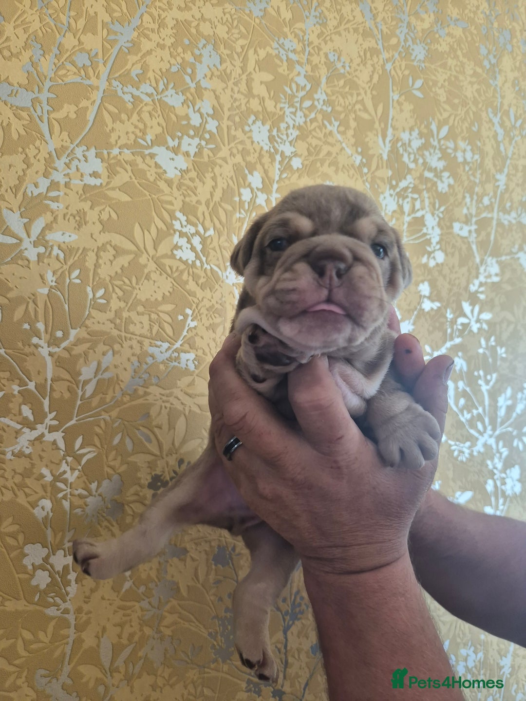 English Bulldog dogs for sale: Merle British Bulldog Pup's  - Image 4
