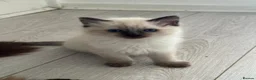 Ragdoll cats for sale: Ragdoll Kittens  - Advert 20