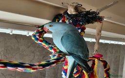 Ringnecks birds for sale: Indian ringneck parakeet  - Image 3