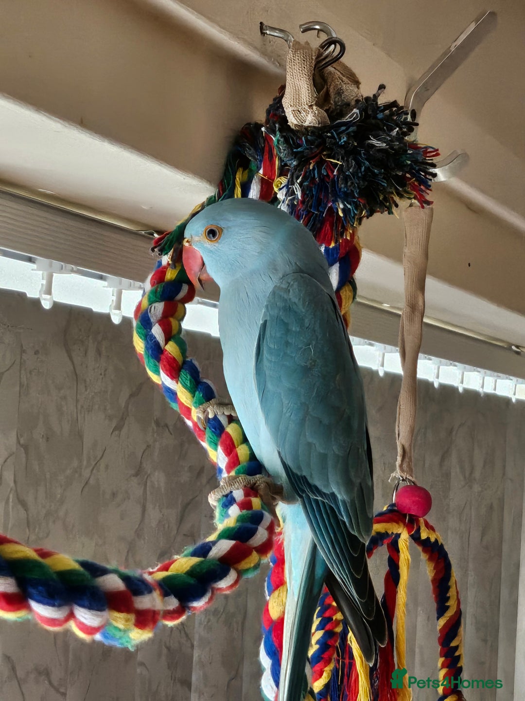 Ringnecks birds for sale: Indian ringneck parakeet  - Image 3