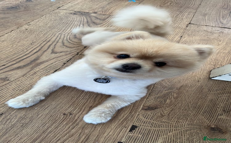 Pomeranian dogs - Advert 2