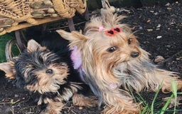 Yorkshire Terrier dogs for sale: Yorkshire Terrier Baby face boys for Sale  😍 - Image 8