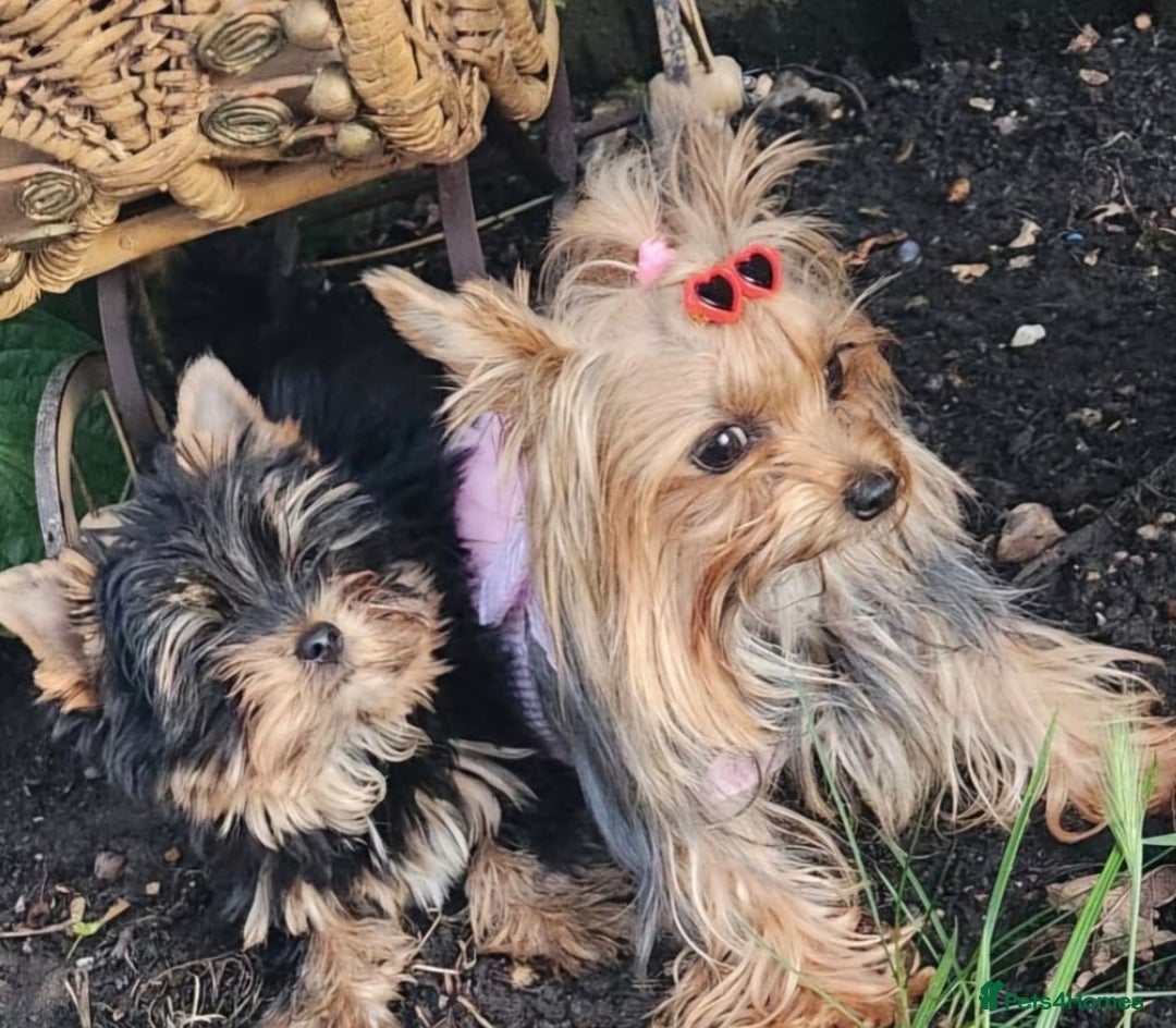 Yorkshire Terrier dogs for sale: Yorkshire Terrier Baby face boys for Sale  😍 - Image 8