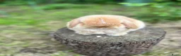 Mini Lop rabbits for sale: ⭐ FRIENDLY BABY MINI LOPS ⭐  - Advert 11