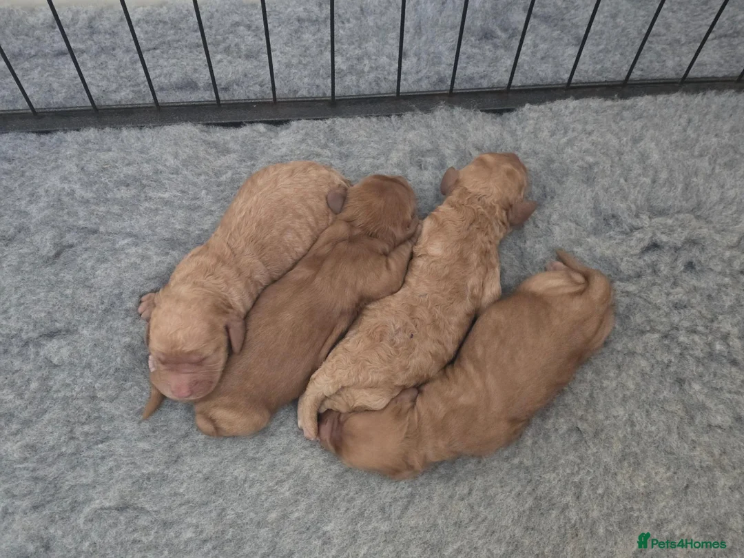 Cockapoo dogs for sale: Gorgeous Cockapoo Puppies  - Advert 6