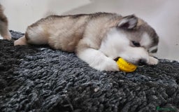 Alaskan Malamute dogs for sale: Alaskan Malamute puppies  - Advert 4