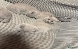 British Shorthair cats for sale: Lilac British shorthairs champion lines  - Image 11