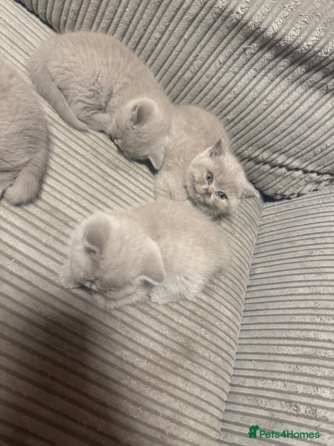 British Shorthair cats for sale: Lilac British shorthairs champion lines  - Image 11