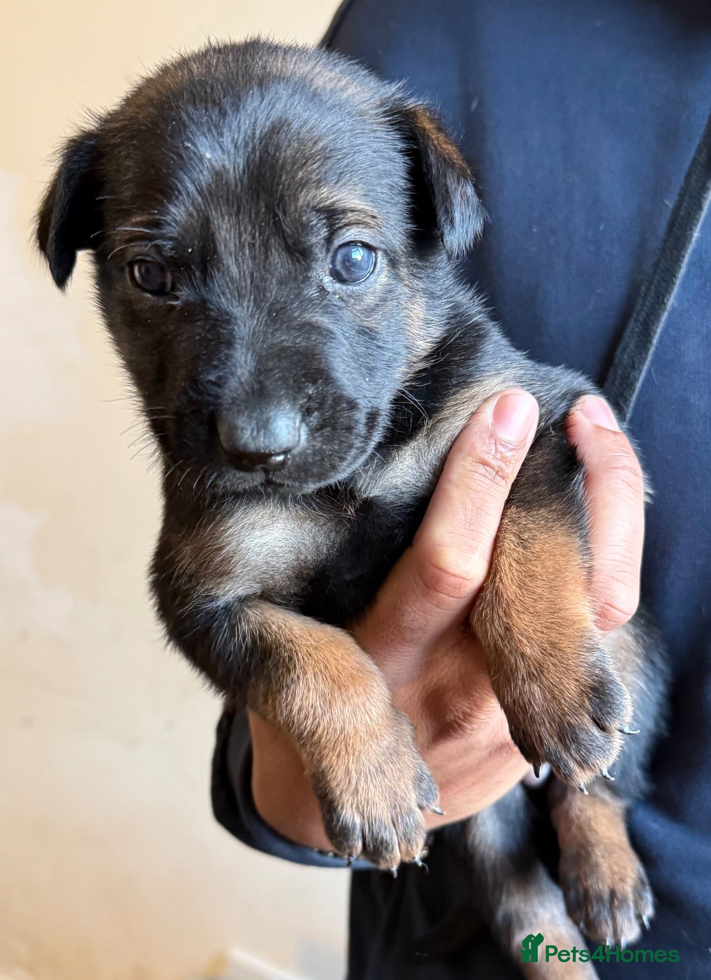 Belgian Shepherd Dog dogs Belgian Malinois pups 4 weeks old - Advert 1