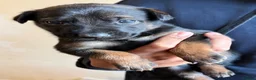 Belgian Shepherd Dog dogs for sale: Belgian Malinois pups 4 weeks old - Advert 1