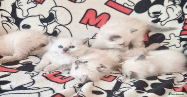 Ragdoll cats - Advert 11