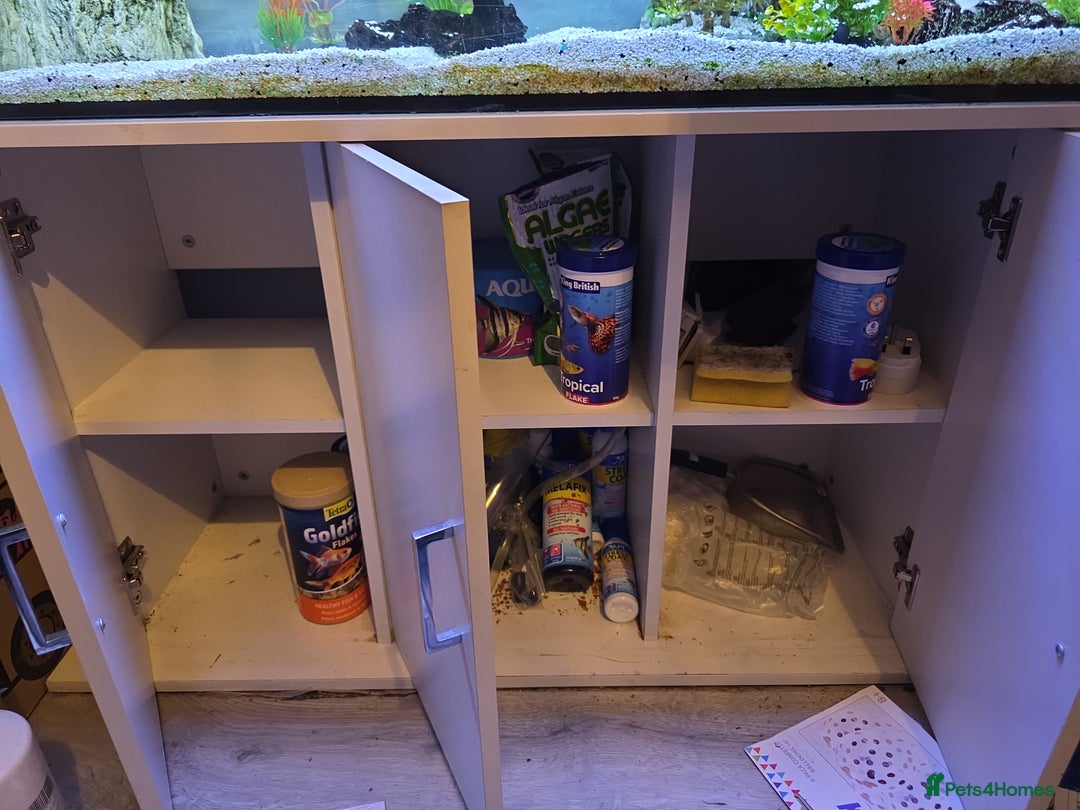 Other/Mixed Breed fish for sale: 4ft fishtank complete setup with stock of fish  - Image 2