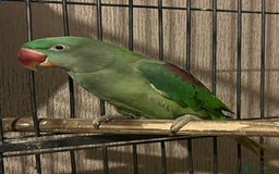 Parakeets birds for sale: Alexandrines for sale - Image 3