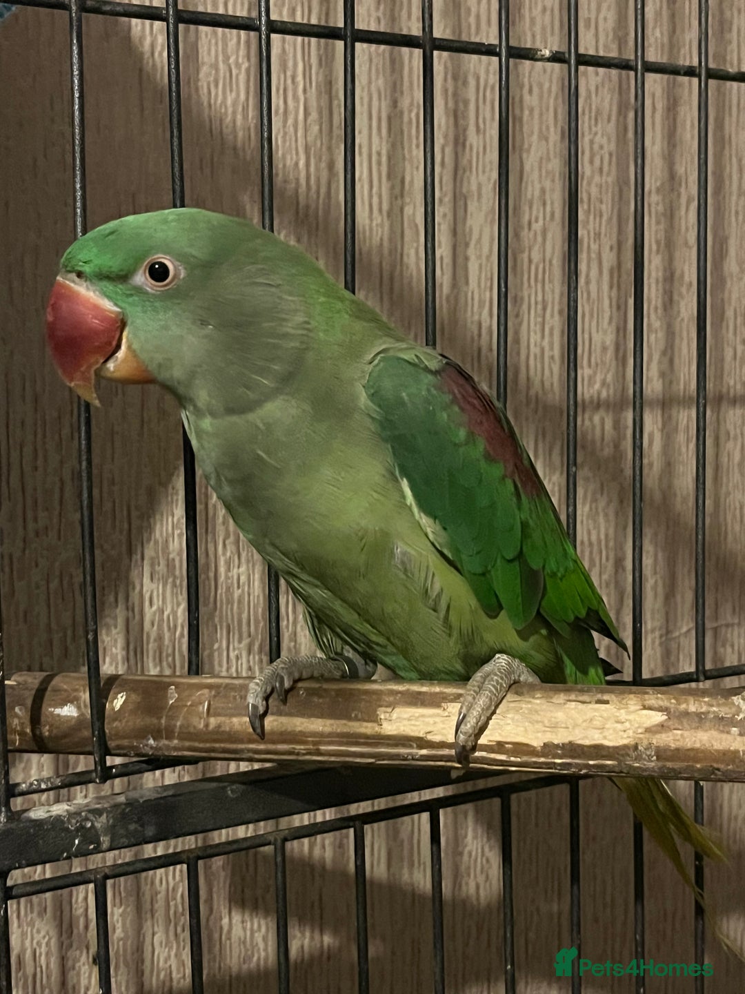 Parakeets birds for sale: Alexandrines for sale - Image 3