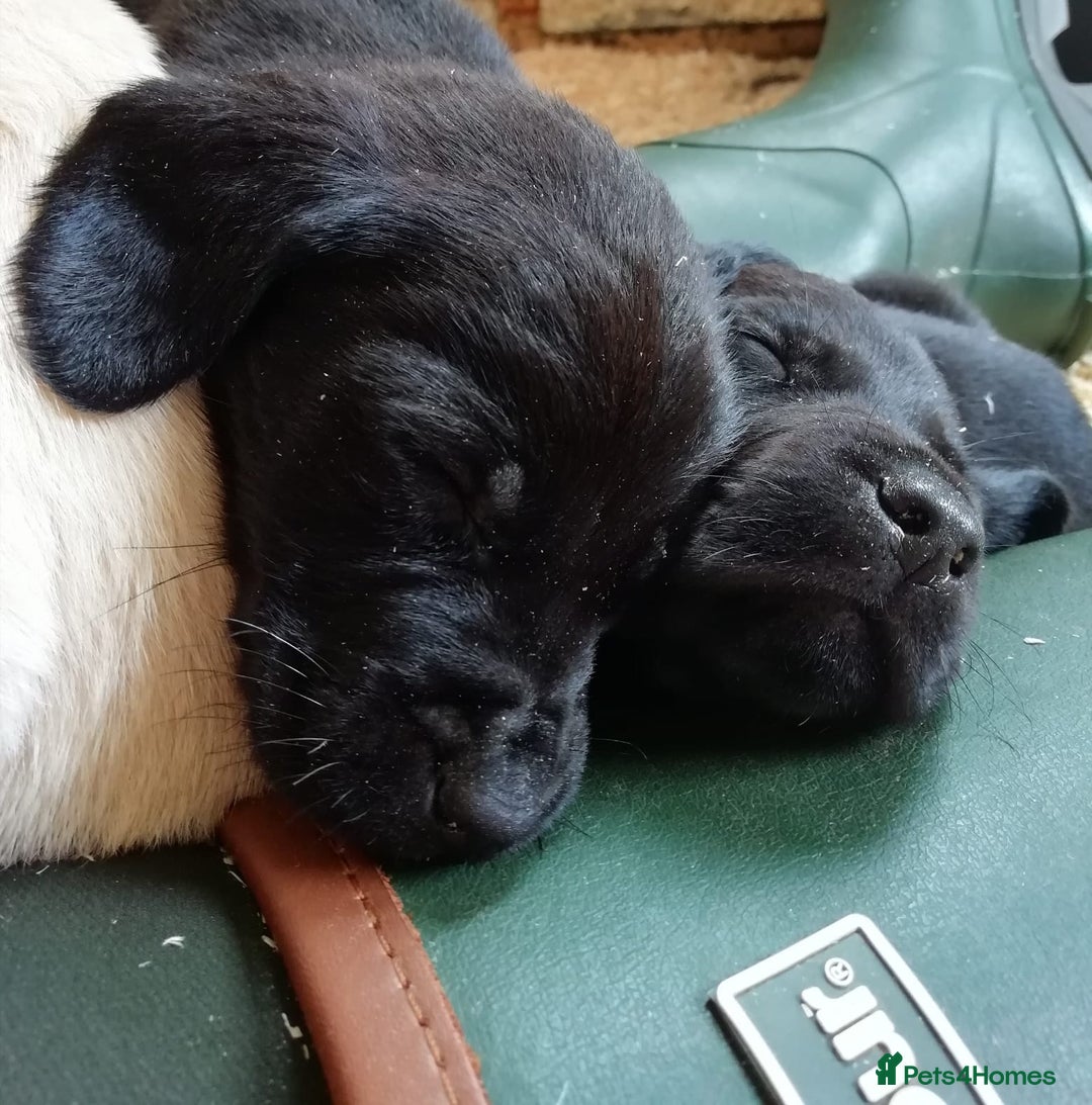 Cockerdor dogs for sale: Gorgeous cockador Puppies - Image 18