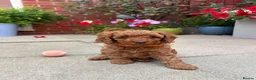 Cavapoo dogs for sale: F1b Cavapoo Puppies - Advert 16