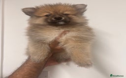 Pomeranian dogs for sale: LAST GIRL READY NOW Pomeranian puppies - Advert 12