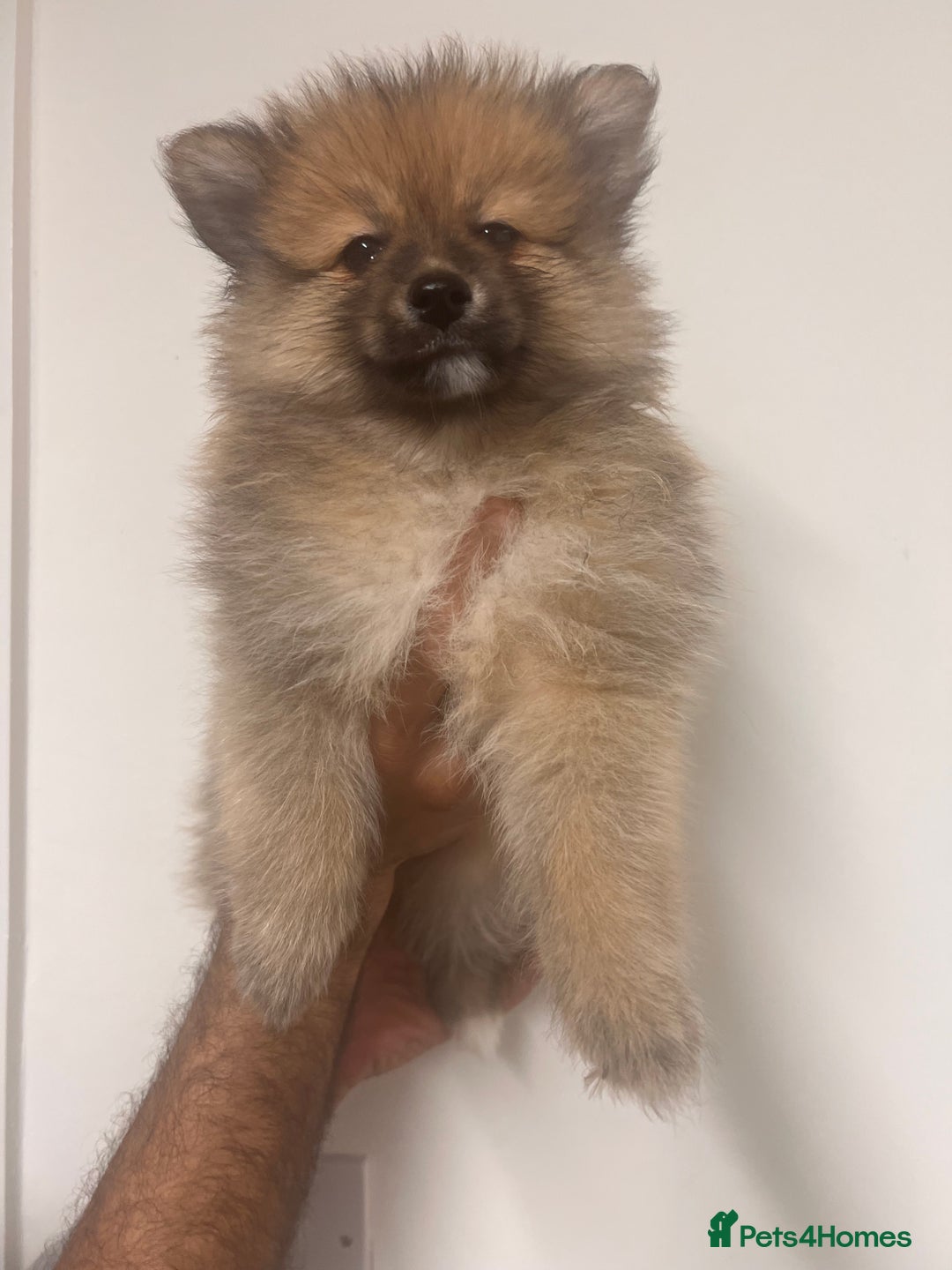 Pomeranian dogs for sale: LAST GIRL READY NOW Pomeranian puppies - Advert 12