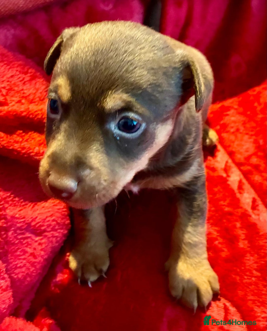 Jack Russell dogs for sale: Miniature Jack Russel Pups for sale - Advert 26