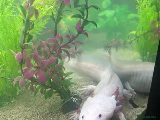 Axolotl reptiles Adult female Axolotl for sale with full set up - Advert 11