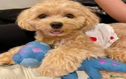 Maltipoo dogs for sale: Gorgeous Girl Ella 7 Months Old - Image 1
