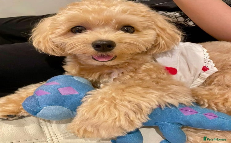 Maltipoo dogs - Advert 3