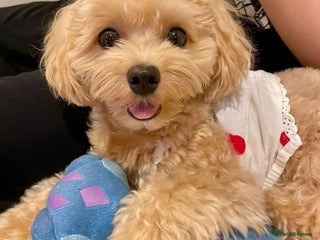 Maltipoo dogs for sale - Advert 1