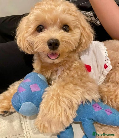 Maltipoo dogs - Advert 3