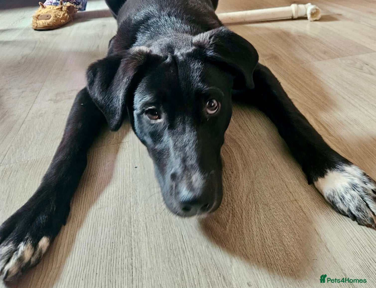 Mixed Breed dogs 7 month old girl  - Advert 11