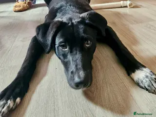 Mixed Breed dogs 7 month old girl - Advert 11