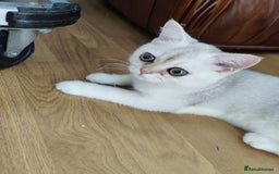 Scottish Fold cats for sale: Scottish Fold girl & Straight boy, 1 yr siblings - Image 6