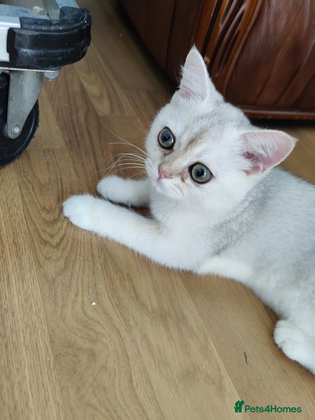 Scottish Fold cats for sale: Scottish Fold girl & Straight boy, 1 yr siblings - Image 6
