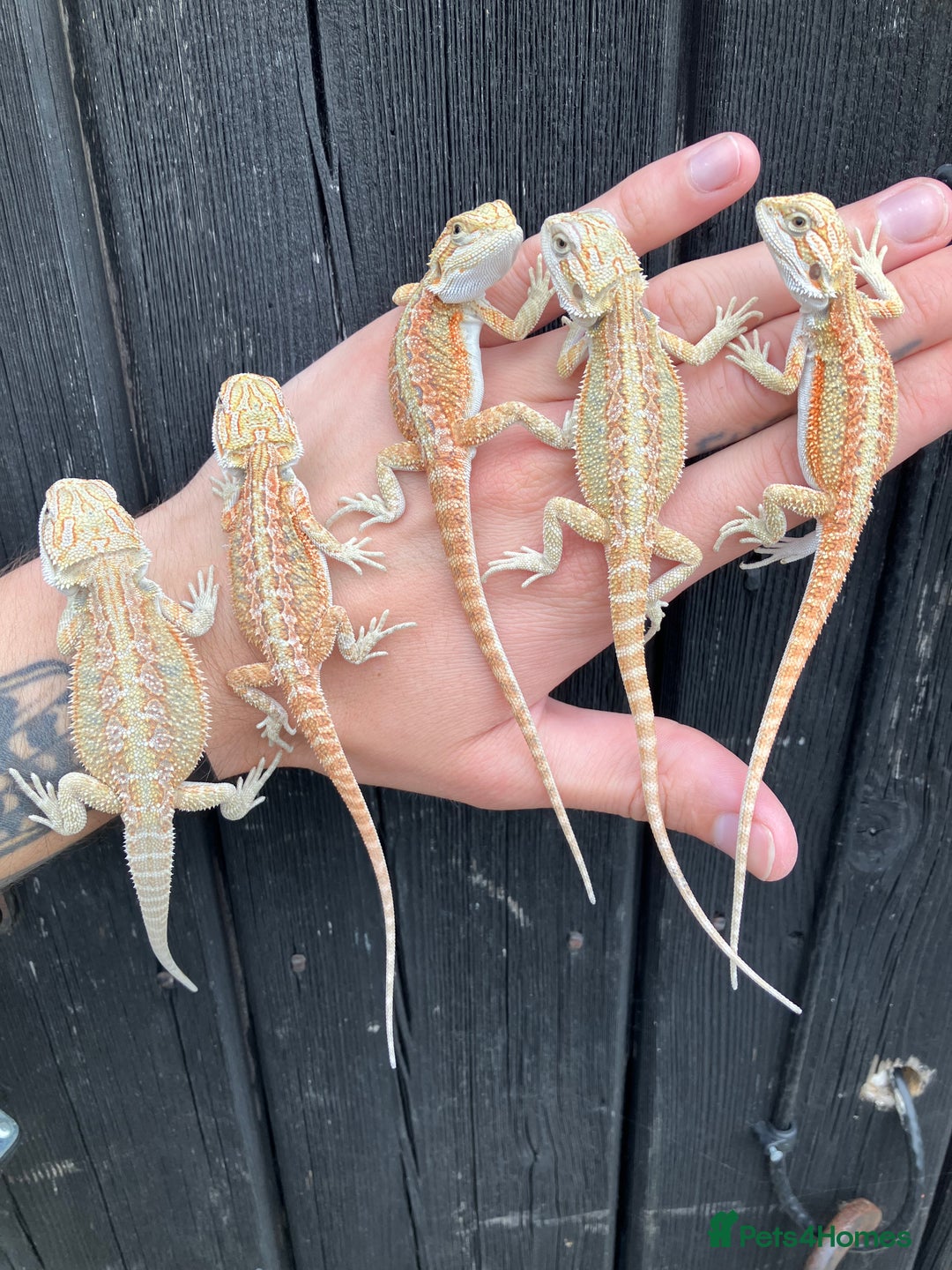 Bearded Dragon reptiles for sale: Various Bearded Dragon Morphs in Downham Market - Image 11