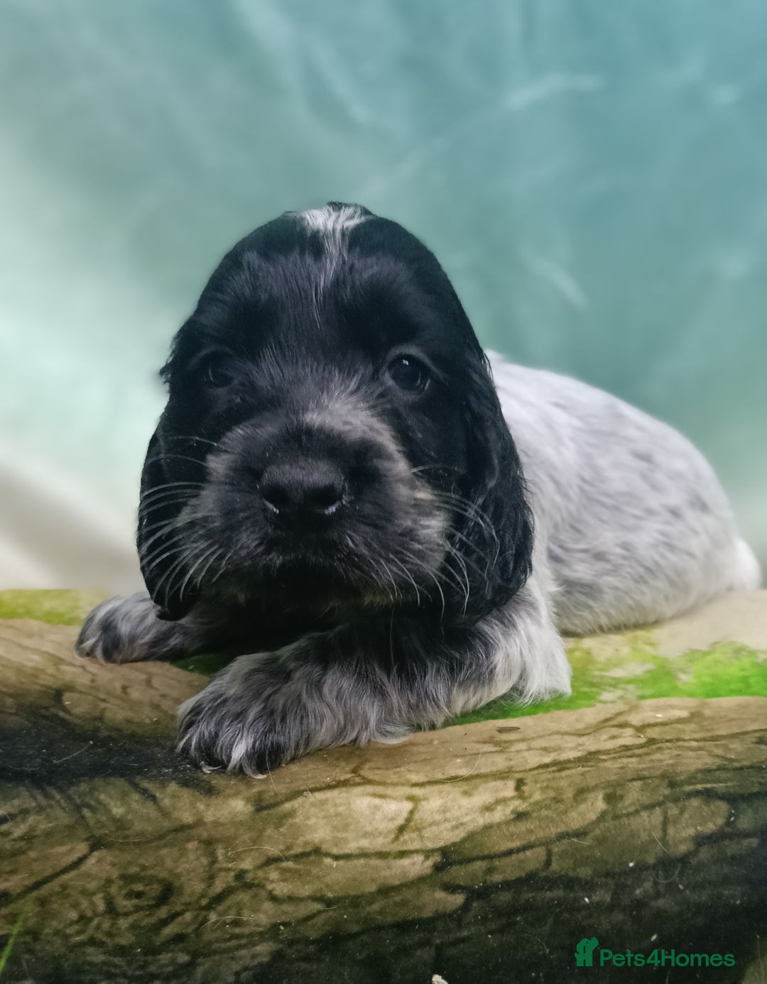 Cocker Spaniel dogs for sale: Show Type blue/Tri/chocolate Roan Cocker Spaniels  - Image 4