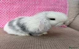 Mini Lop rabbits for sale: Beautiful mini lop kits  - Image 6