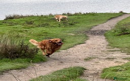 Golden Retriever dogs for stud: Handsome, Proven Fully health tested   DNA clear  - Advert 12