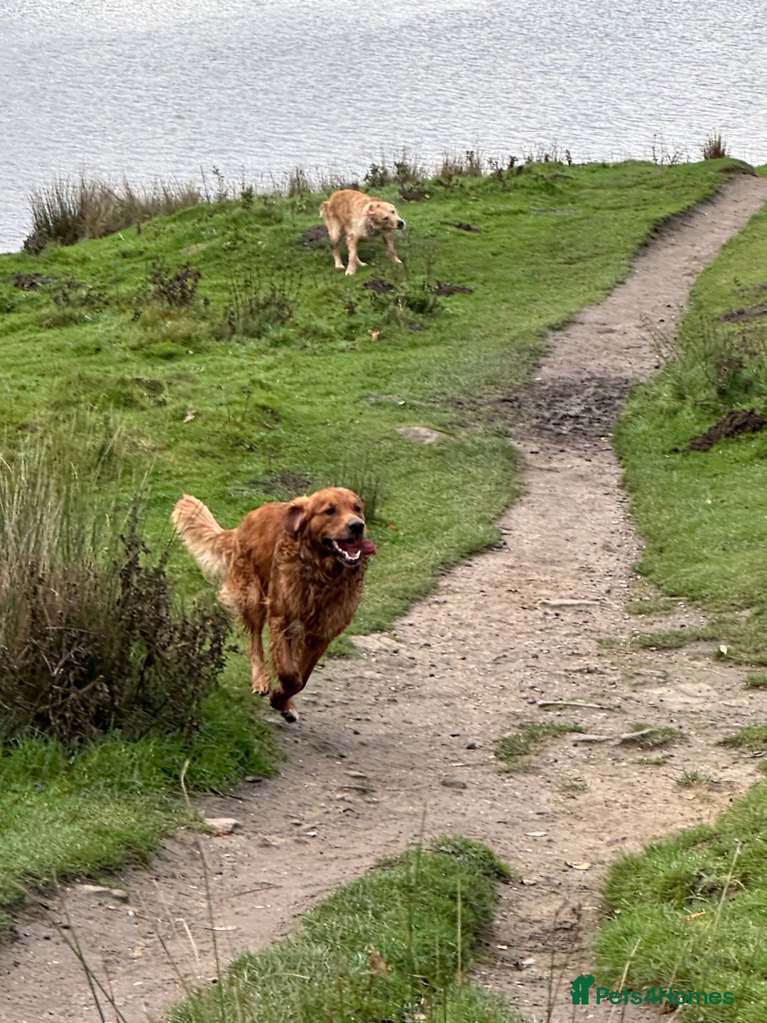 Golden Retriever dogs for stud: Handsome, Proven Fully health tested   DNA clear  - Advert 12