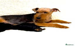 Welsh Terrier dogs for sale: Top Welsh terrier puppies  - Image 3
