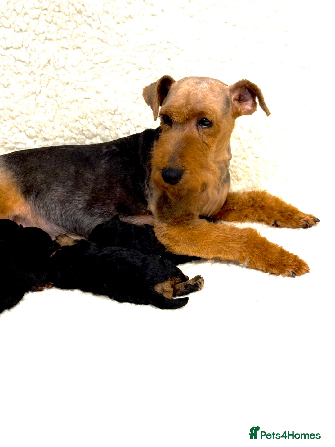 Welsh Terrier dogs for sale: Top Welsh terrier puppies  - Image 3