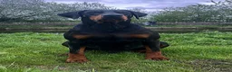 Dobermann dogs for stud: KC Health & Heart tested stud - Advert 1