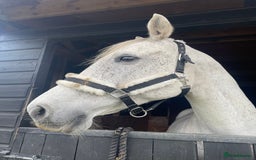 British Warmblood horses for sale: One in a million mare  - Advert 3